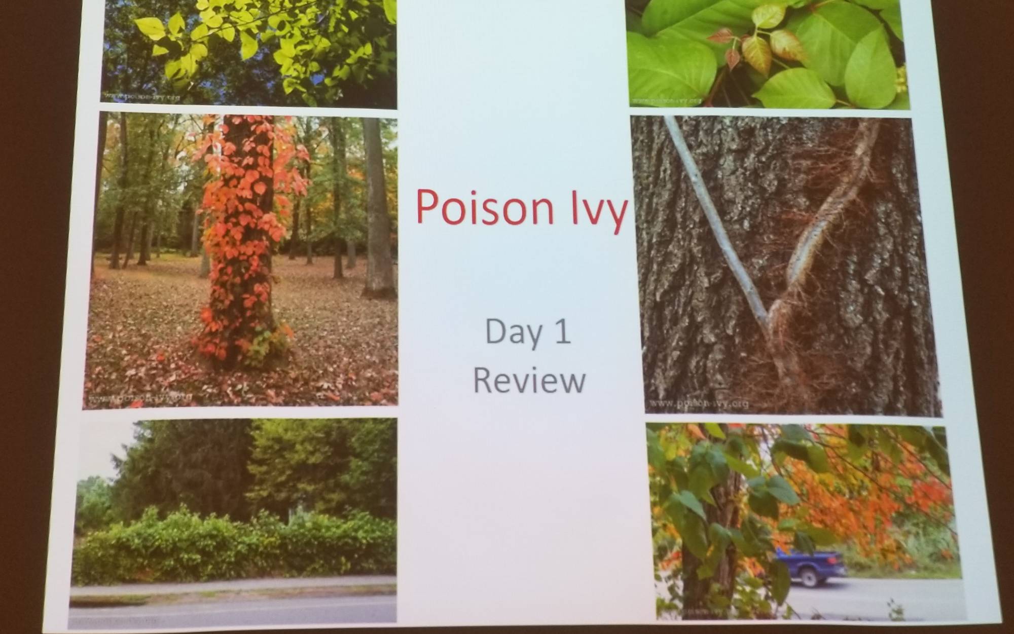 Poison Ivy - Day 1 Review